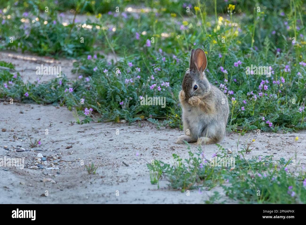 A young desert cottontail (Sylvilagus audubonii) cleans its paws and face amidst wildflowers in the Mojave desert of Southern California. Stock Photo