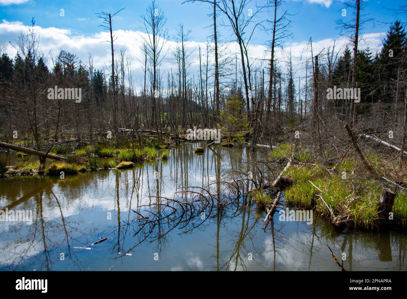 Marsh at Bad Saulgau in Germany, a nature experience forest Stock Photo