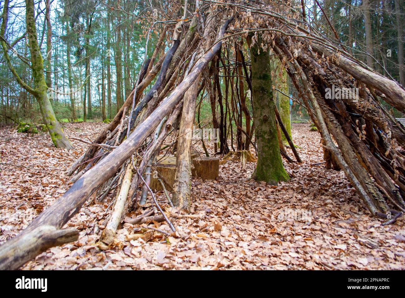 Tipi in a nature experience forest at Bad Saulgau, Germany Stock Photo