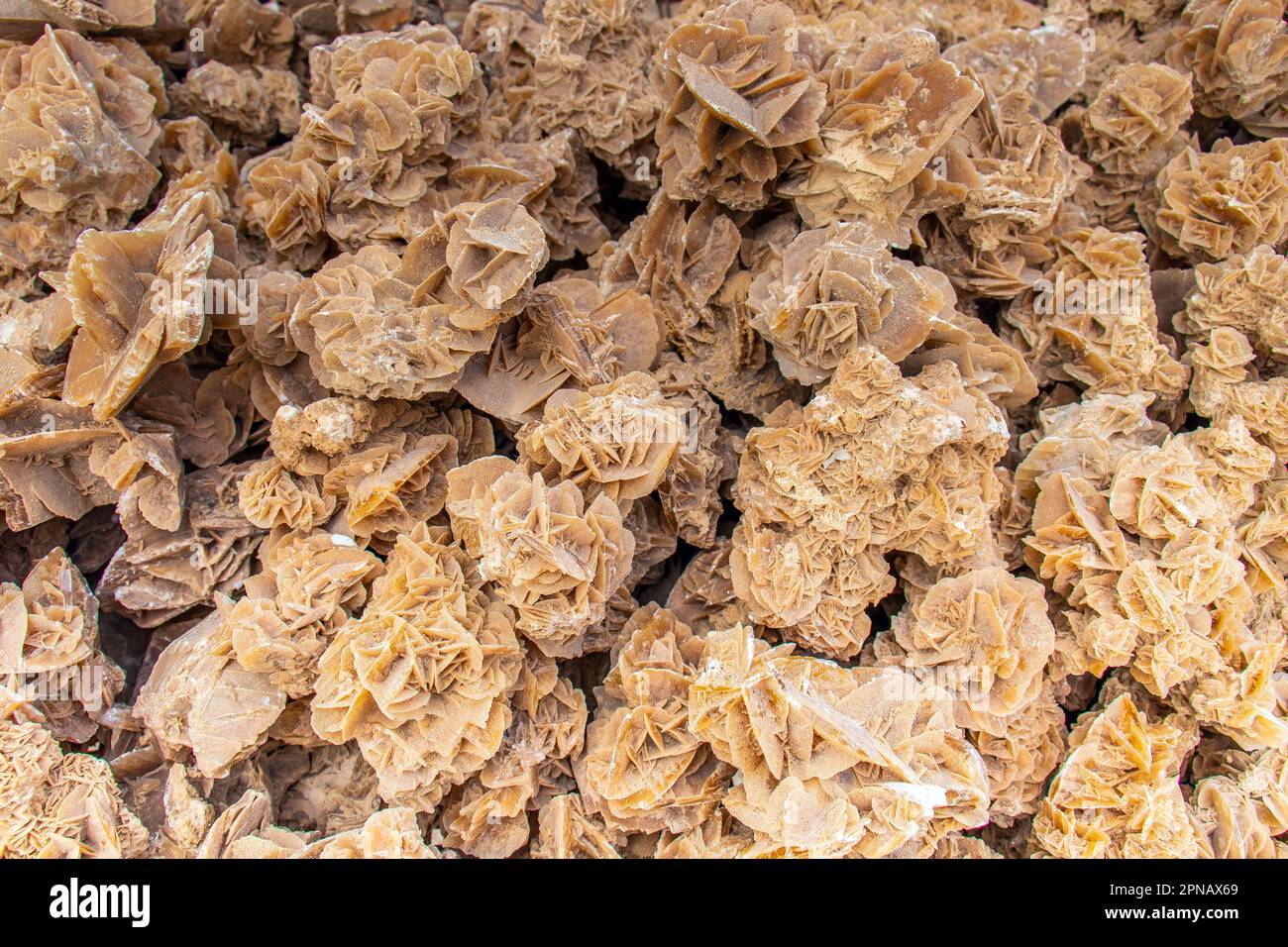 Desert Rose Formation: Gypsum and Barite Rosettes Stock Photo