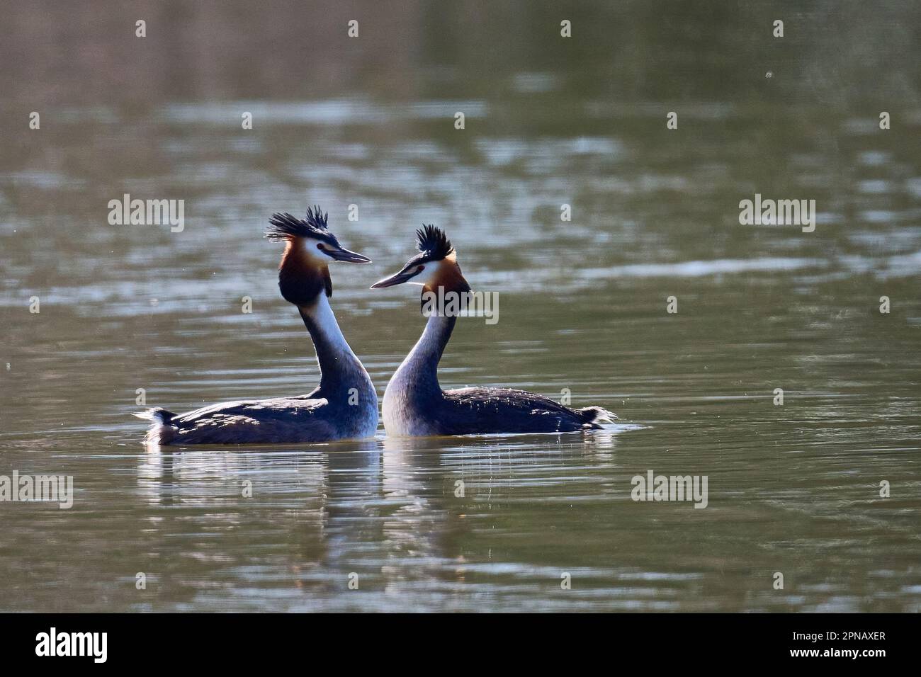 A pair of Great Crested Grebes courting Stock Photo
