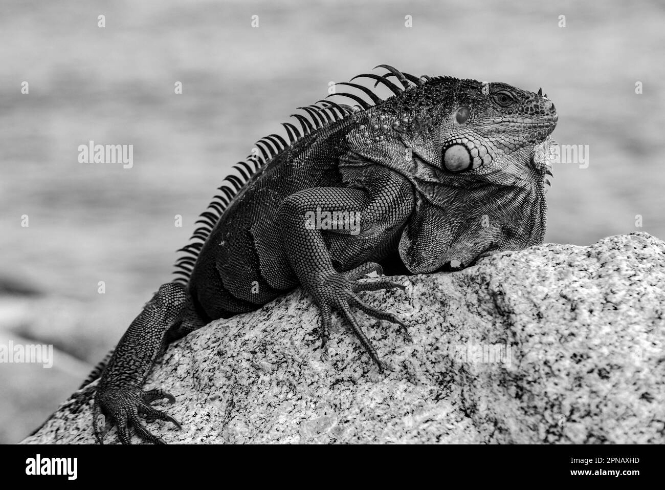 Lizard Iguana, in a cave where lizards live. Iguana dragon Stock Photo