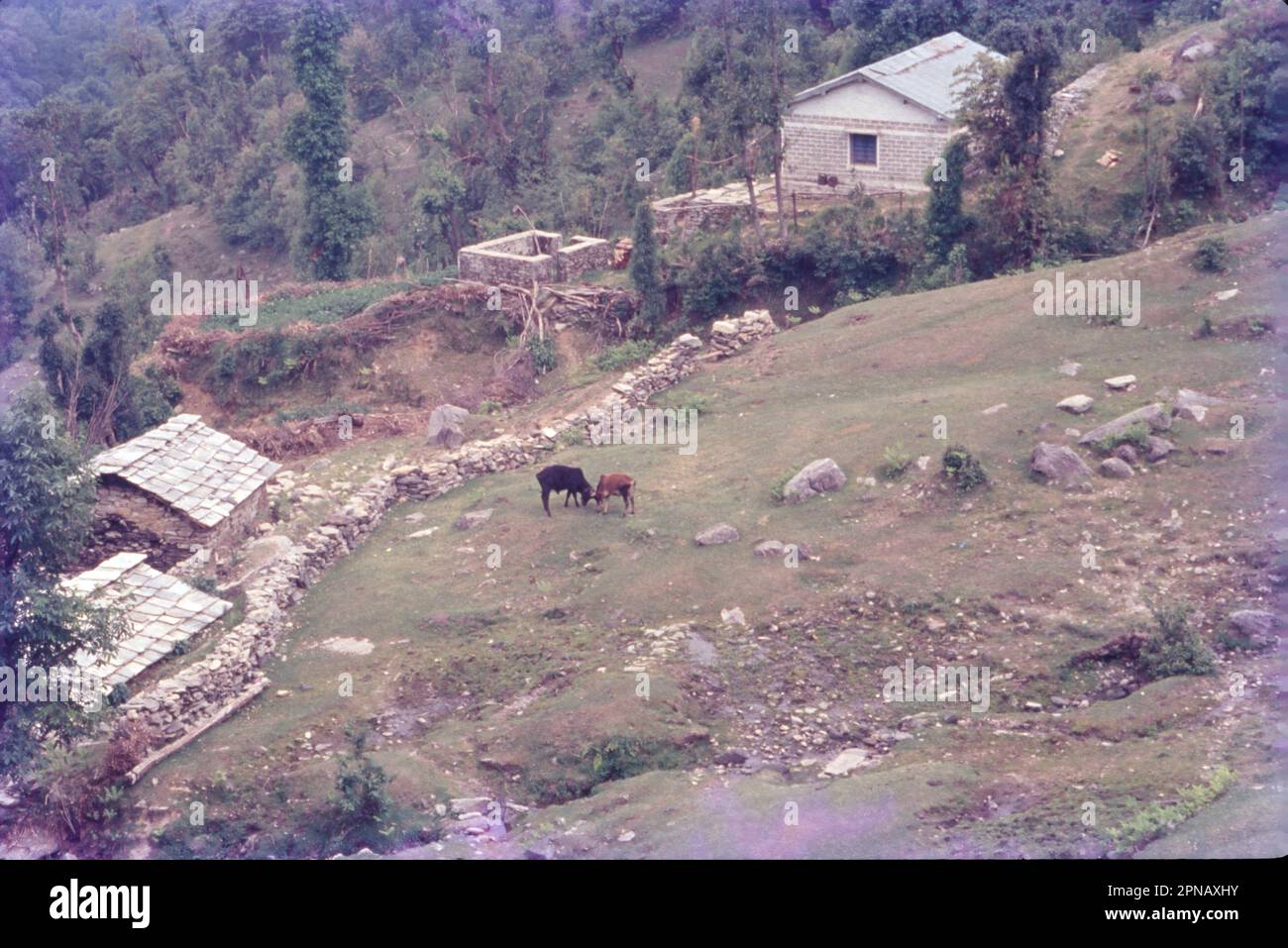 Loharkhet is a small Village/hamlet in Kapkote Block in Bageshwar District of Uttarakhand State, India. Stock Photo