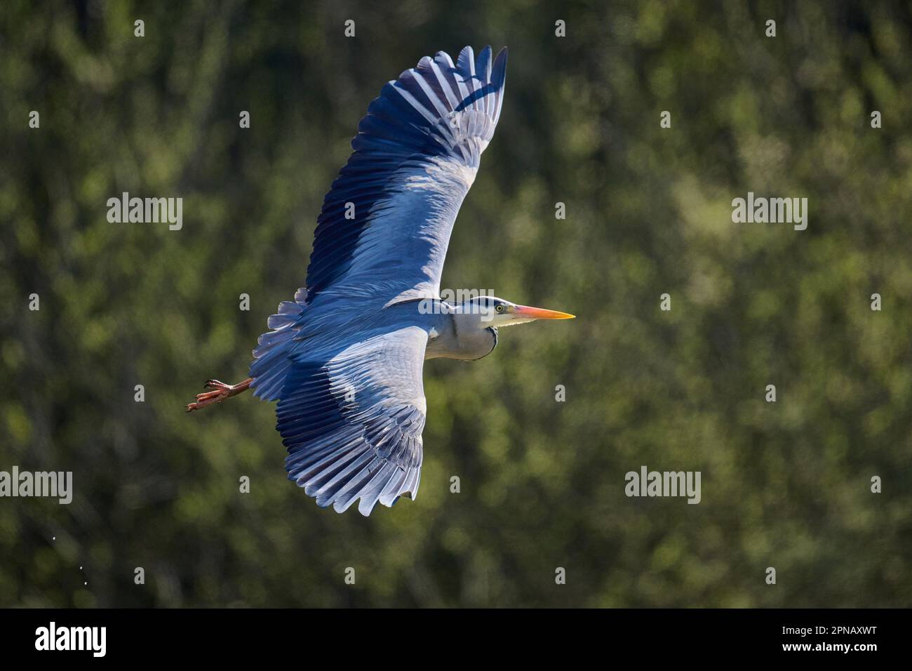 Grey Heron in flight Stock Photo