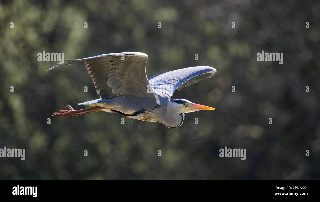 Grey Heron in flight Stock Photo