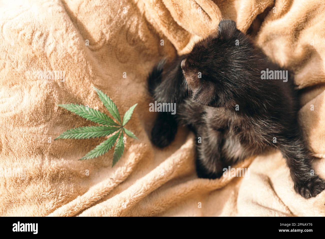 weed cat tumblr