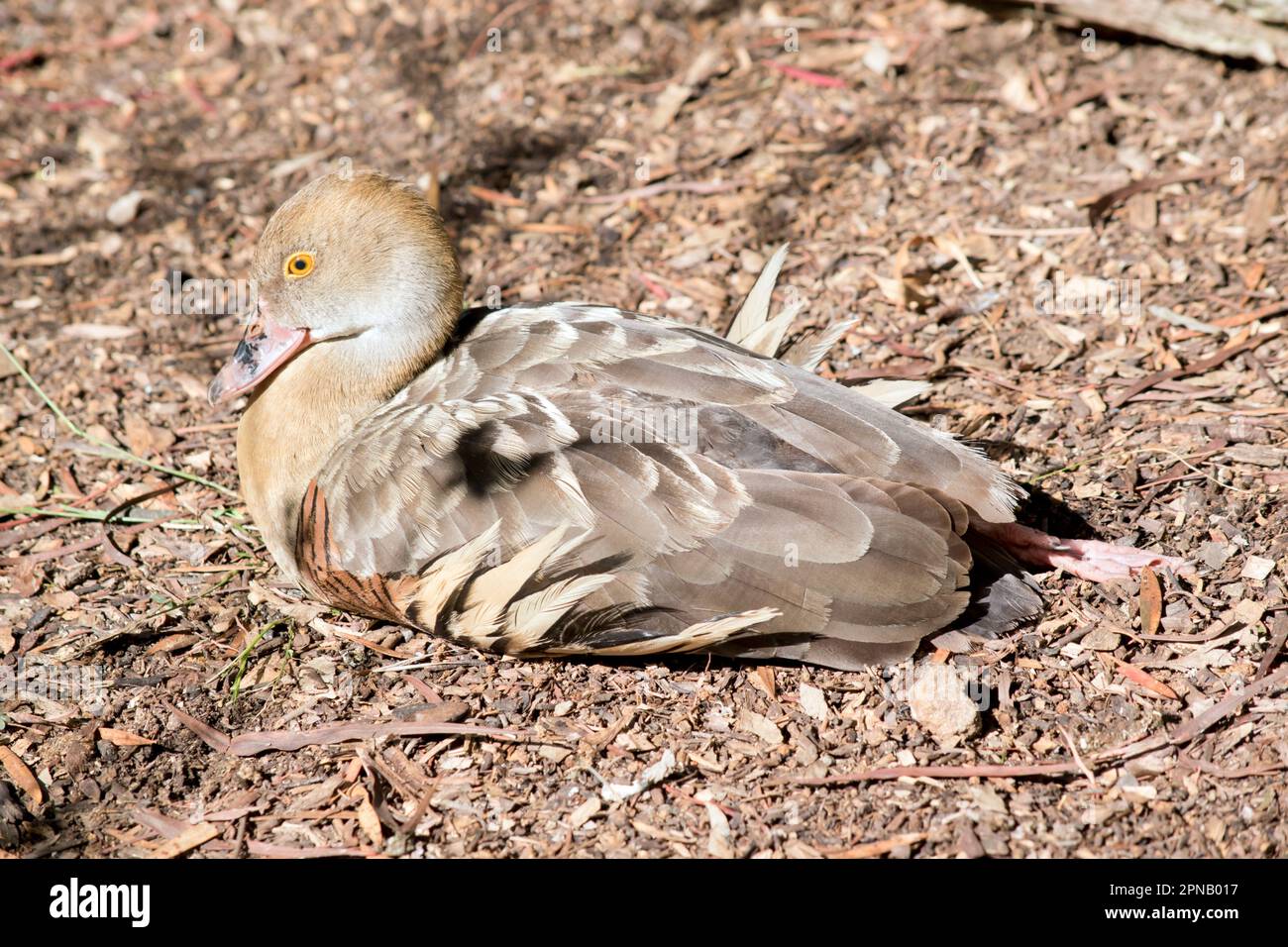 The plumed whistling duck's face and foreneck are light, the crown and