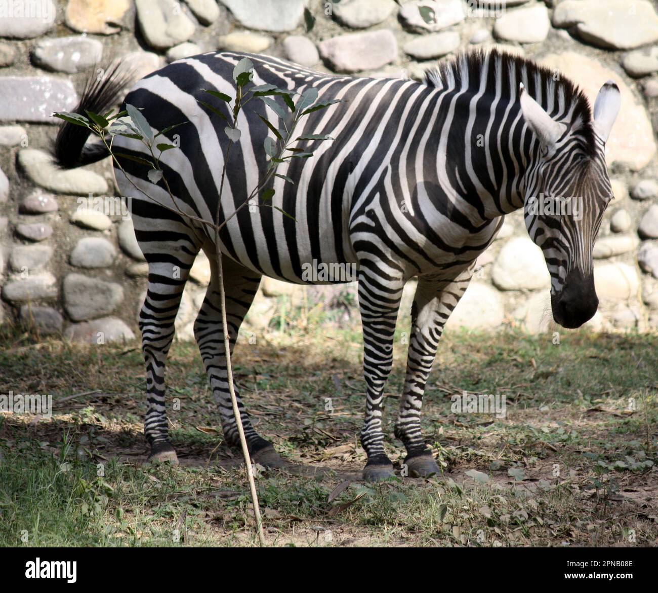 Grant's zebra (Equus quagga boehmi) standing in a zoo : (pix Sanjiv ...