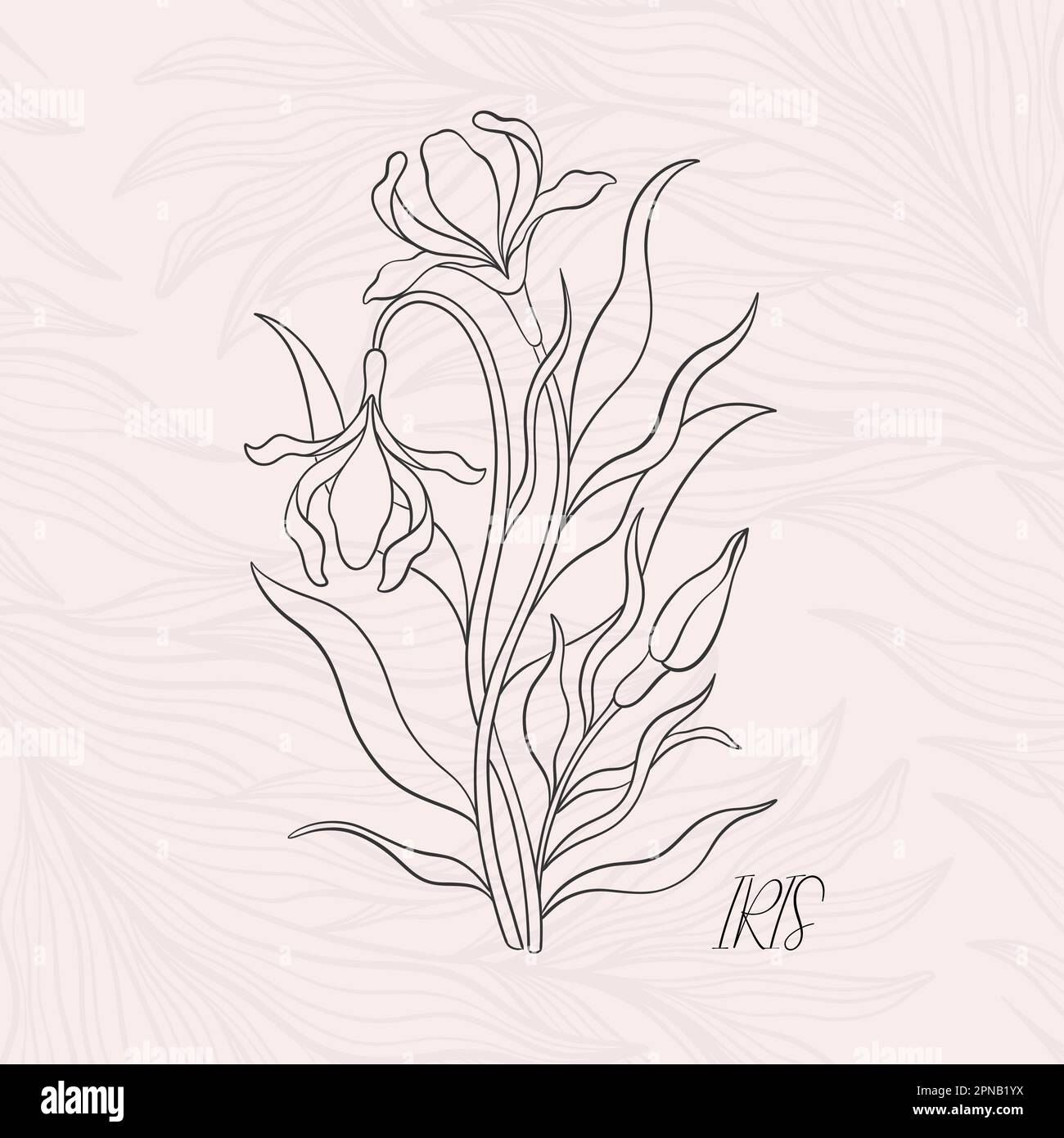 Floral iris in art nouveau 19201930. Hand drawn in a linear style with weaves of lines, leaves