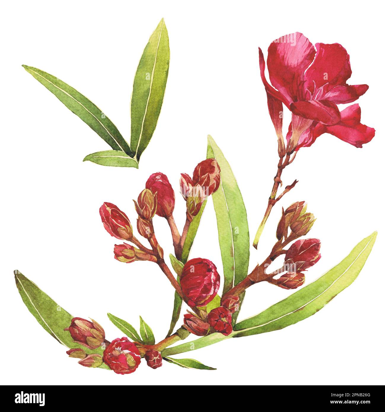 Asters & Oleander Bright Floral Spring Flowers Paper