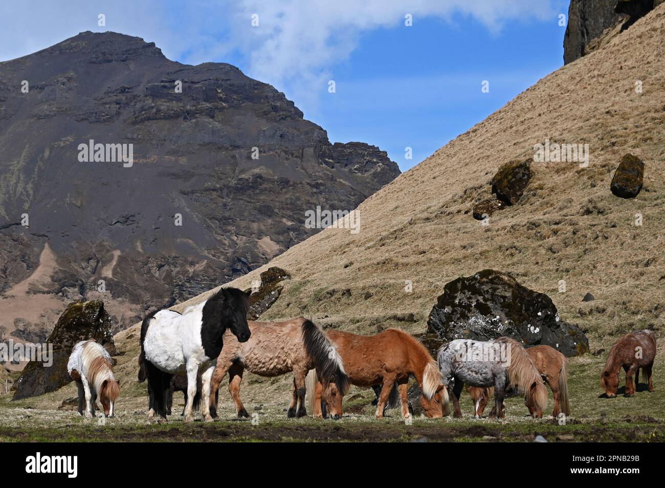 Icelandic horses in a pasture on the south coast of Iceland. Stock Photo