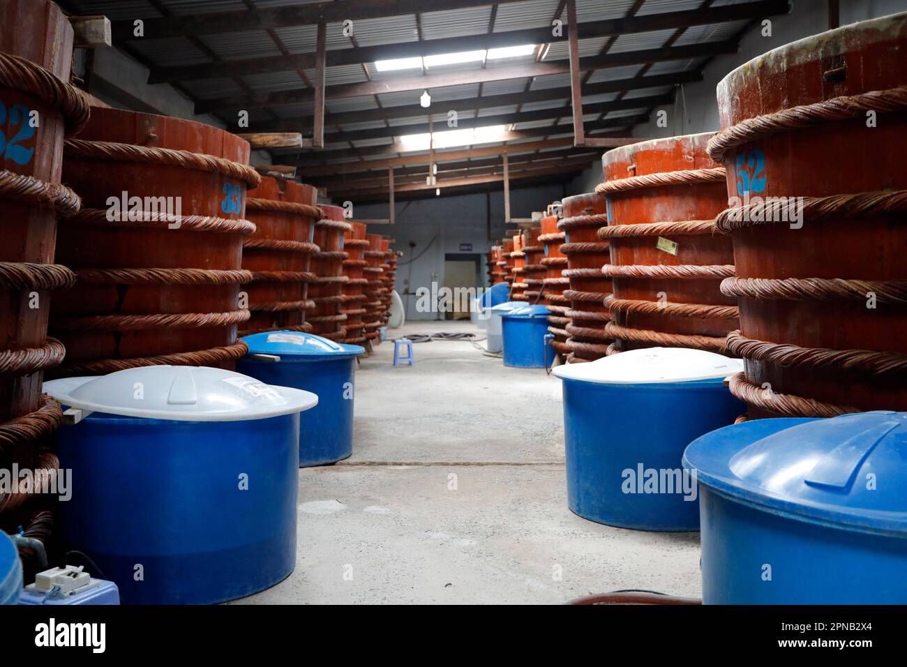 Warehouse with big red wooden barrels for fish sauce, fish sauce