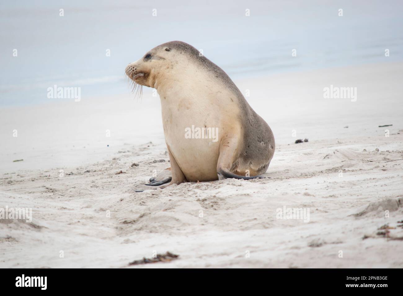 Sea lions are characterized by external ear flaps, long fore flippers, and a big chest and belly. They have short, thick fur, covering a thick layer o Stock Photo