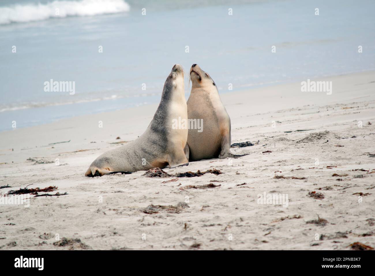 Sea lions are characterized by external ear flaps, long fore flippers, and a big chest and belly. They have short, thick fur, covering a thick layer o Stock Photo