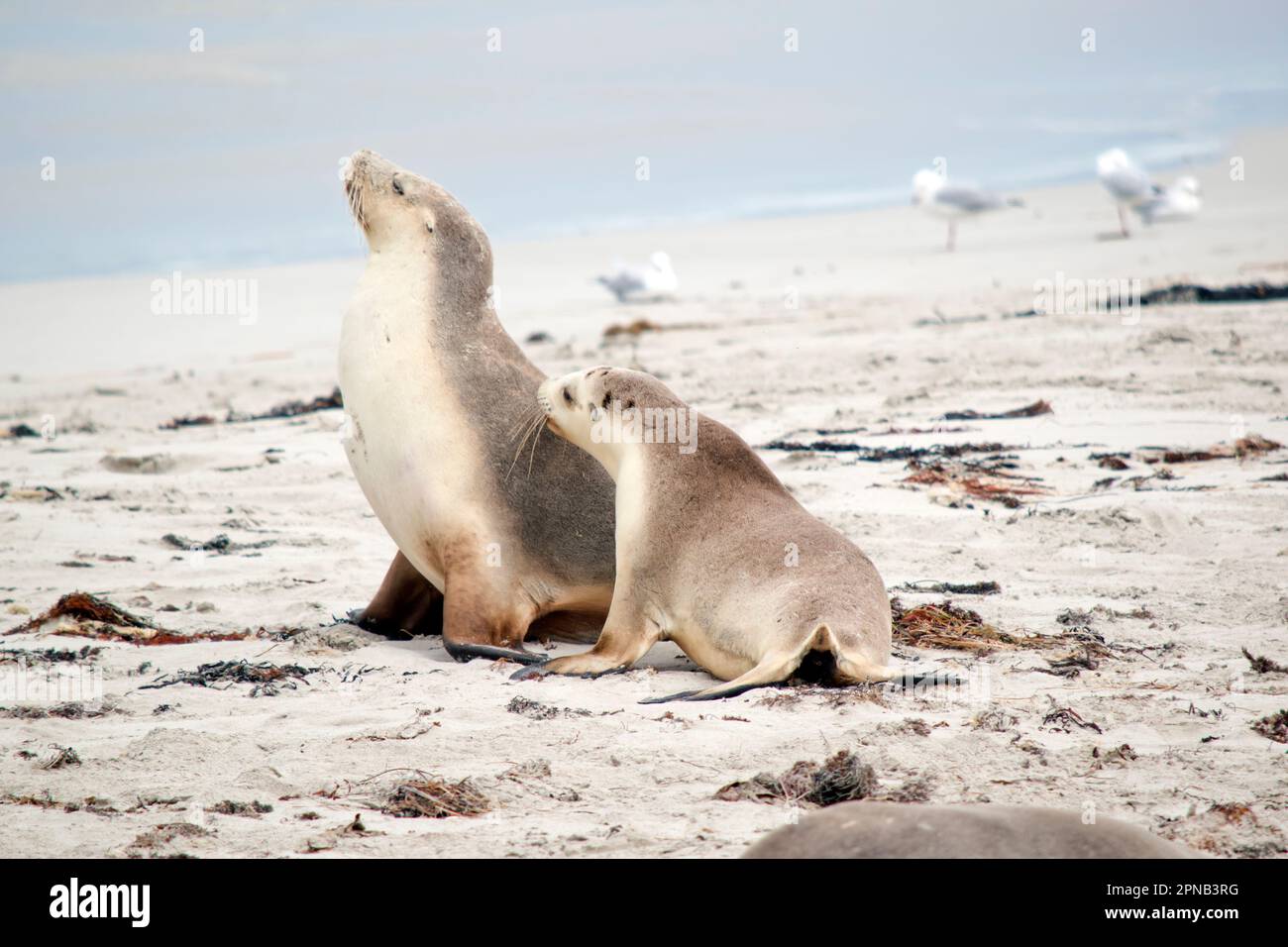 Sea lions are characterized by external ear flaps, long fore flippers, and a big chest and belly. They have short, thick fur, covering a thick layer o Stock Photo