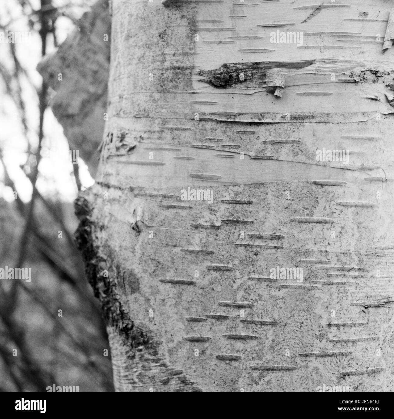 Peeling bark on birch tree Black and White Stock Photos & Images - Alamy