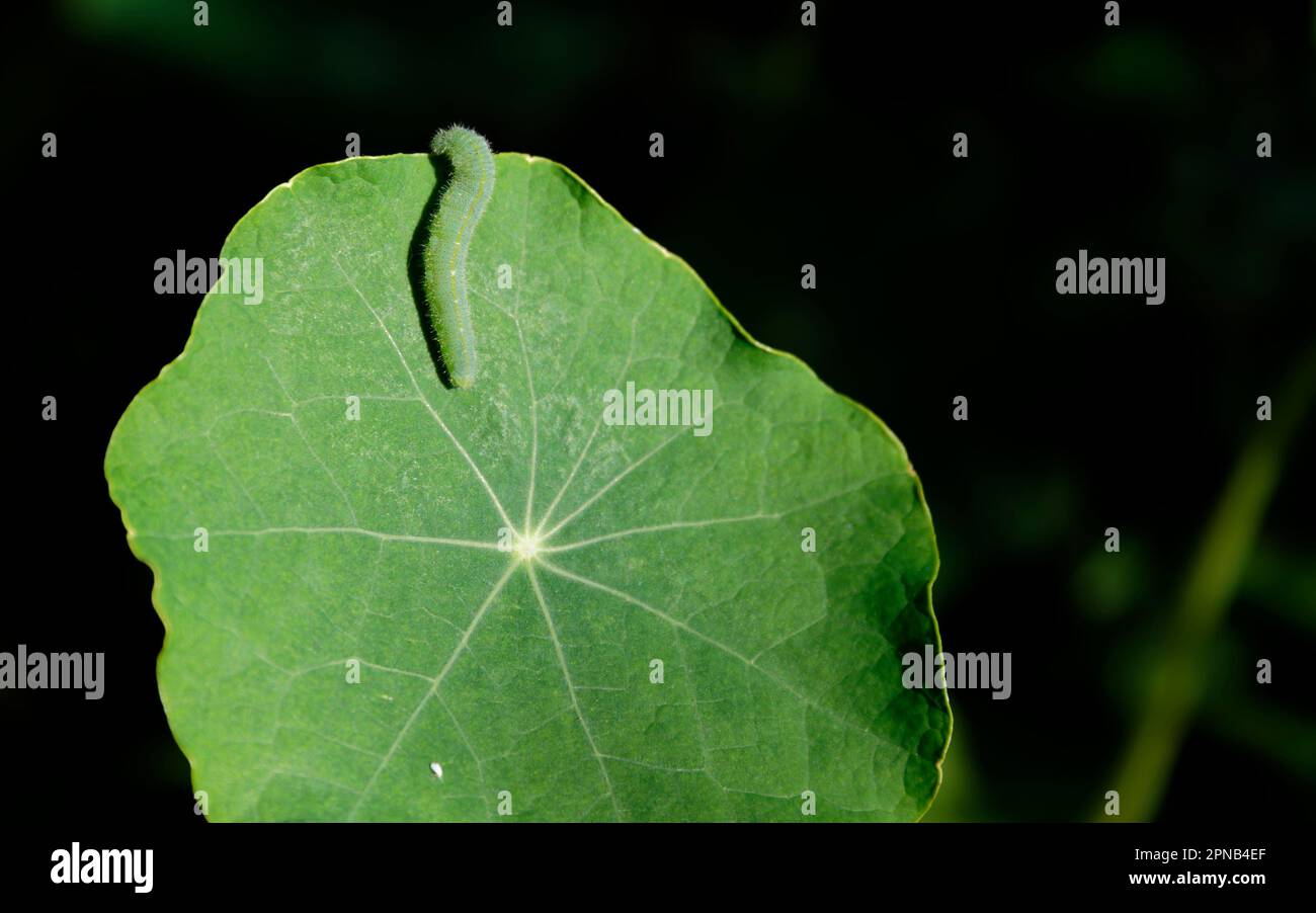 A heavily veined, green nasturtium leaf is the home & food plant of a cabbage white butterfly caterpillar or lava.  The veins of the leaf radiate out. Stock Photo