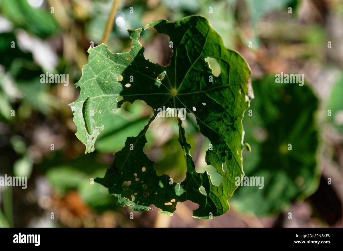 A large, green, white butterfly caterpillar has eaten most of the nasturtium leaf it is on Stock Photo