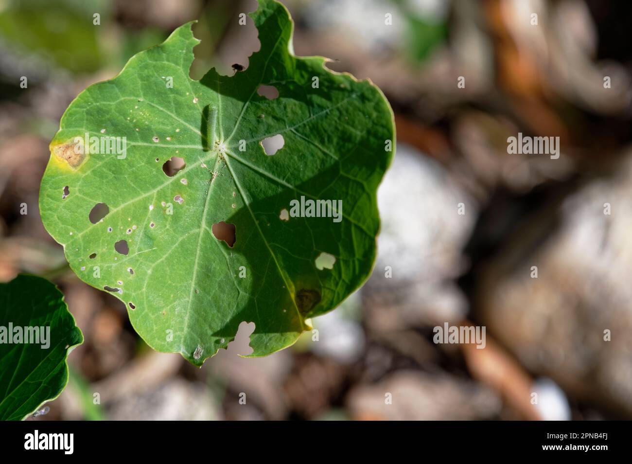 A nasturtium leaf shows signs of being eaten. The culprit is a small white butterfly caterpillar which is on the leaf. Stock Photo
