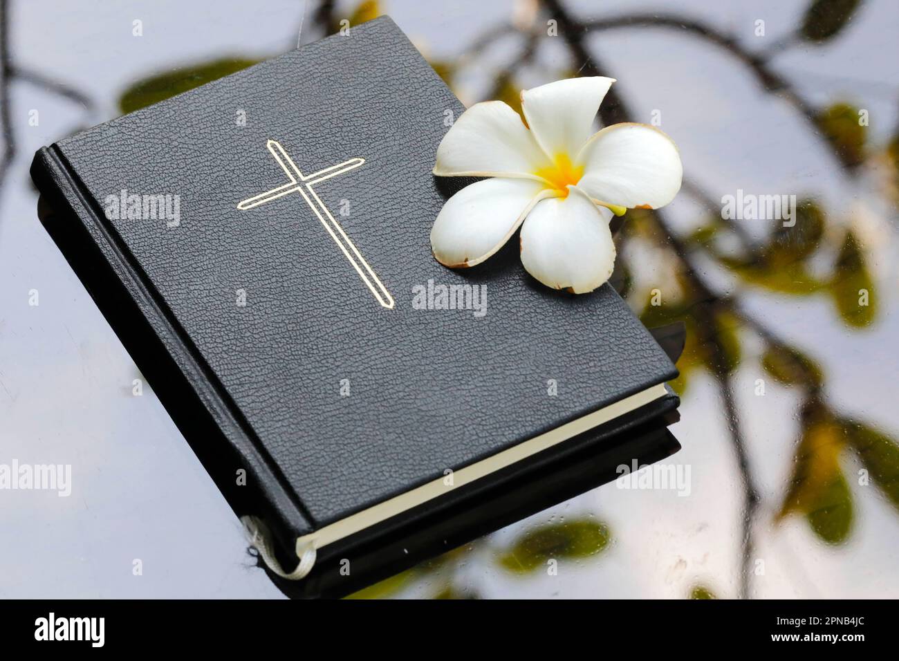 Holy bible with magnolia flower. Concept of hope,faith and love Stock