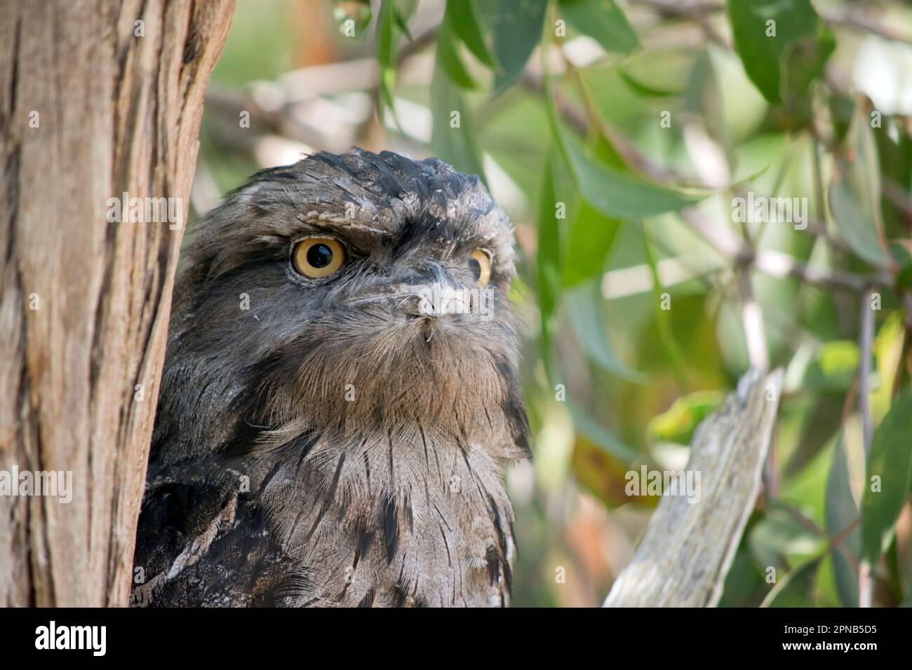 the tawny frogmouth has a mottled grey, white, black and rufous – the feather patterns help them mimic dead tree branches. Their feathers are soft, li Stock Photo