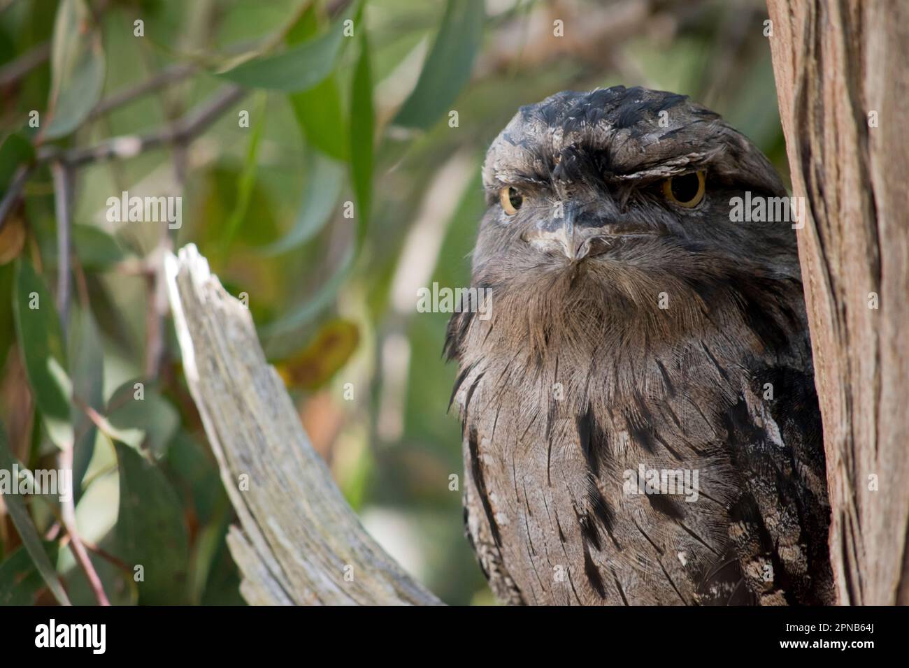 the tawny frogmouth has a mottled grey, white, black and rufous – the feather patterns help them mimic dead tree branches. Their feathers are soft, li Stock Photo