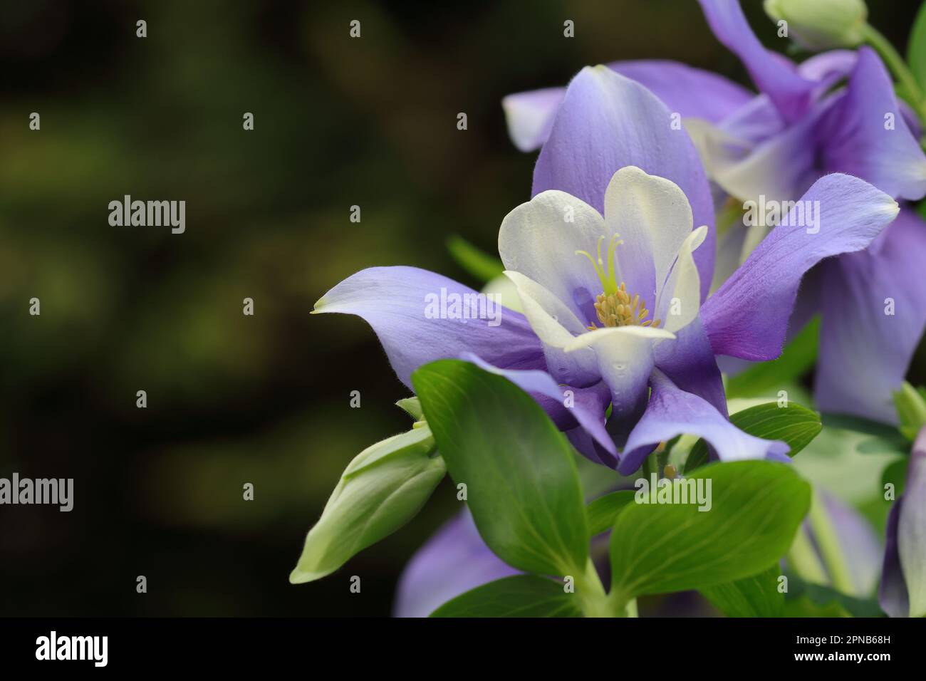 close-up of a beautiful aquilegia caerulea blue star flower against a dark blurry background, copy space Stock Photo