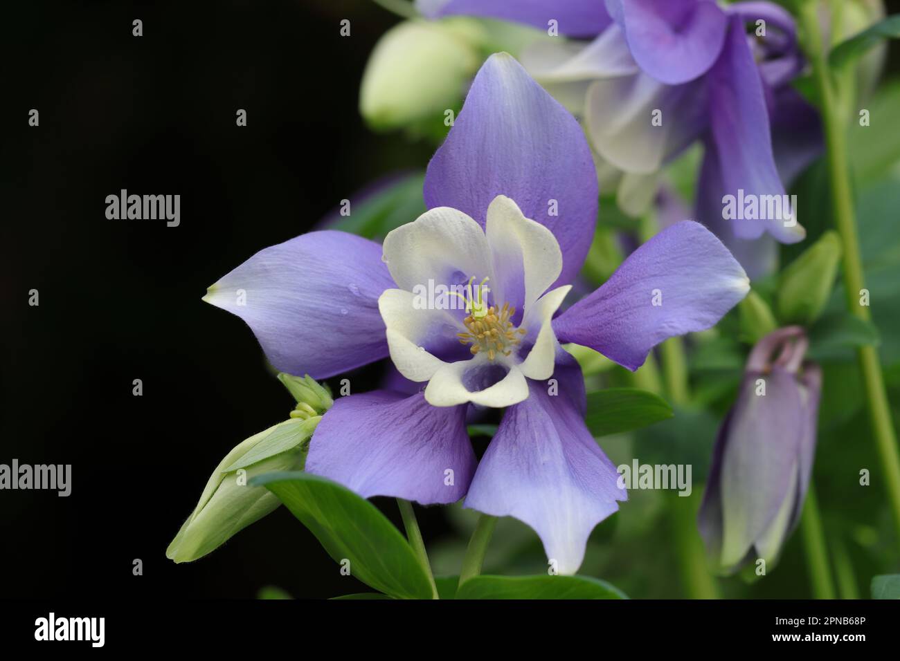 close-up of a pretty columbine flower with violet-blue sepals and white petals against a dark blurry background Stock Photo