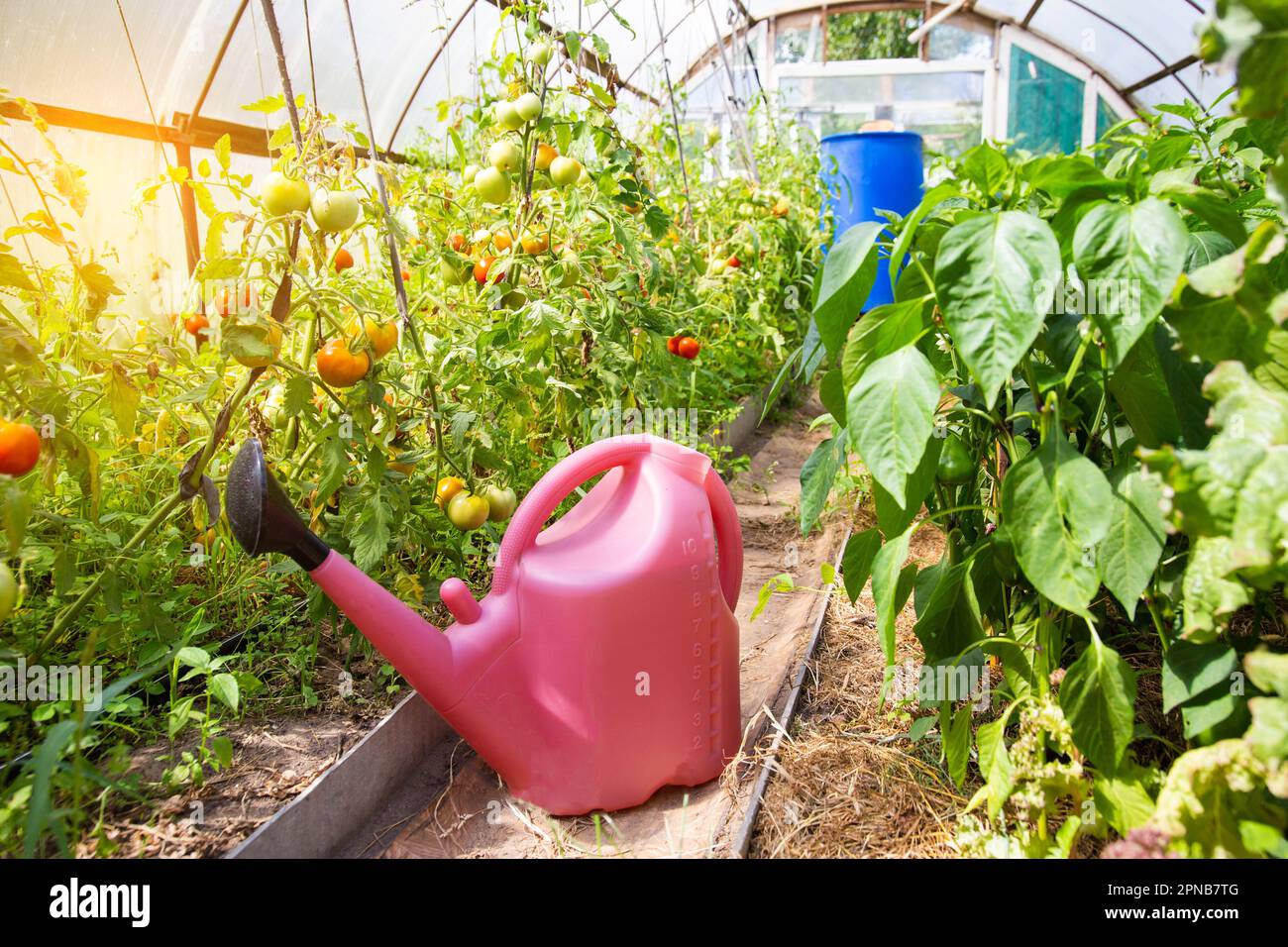 A watering can with water in a greenhouse with tomatoes and peppers