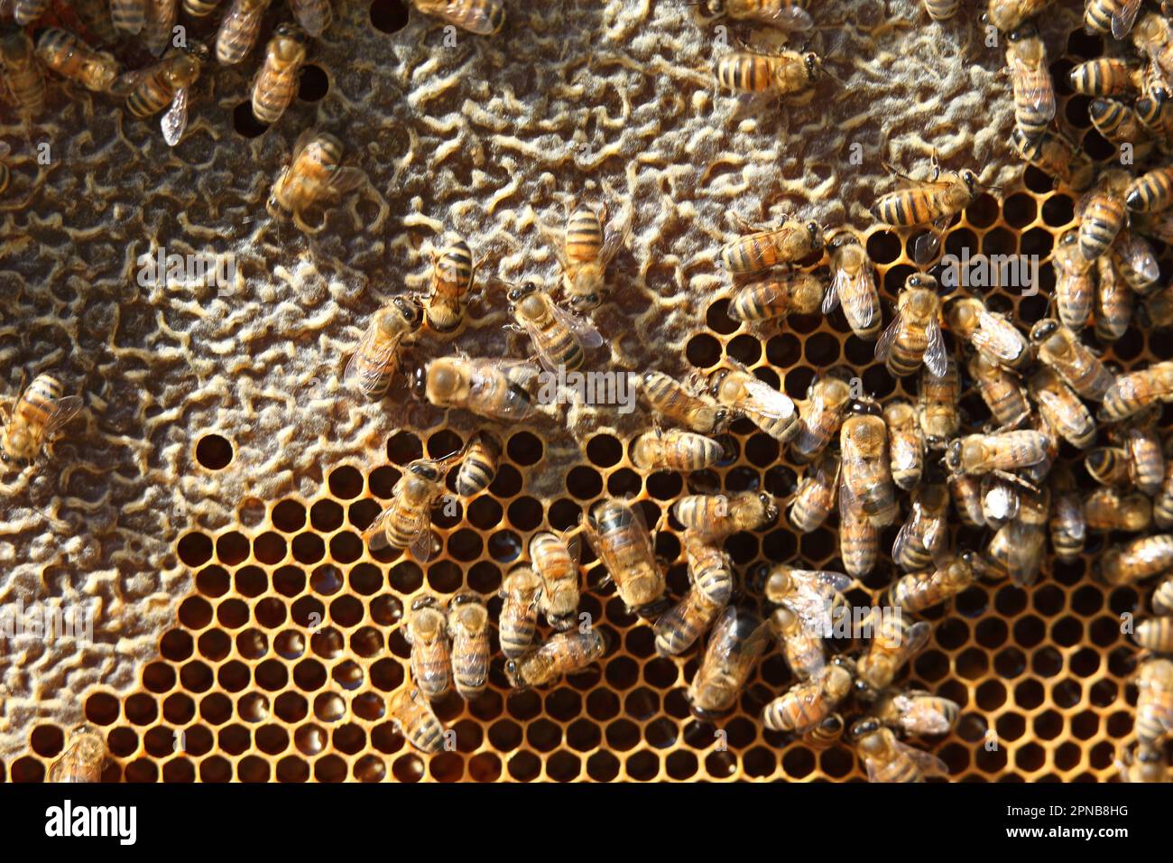 Bee brood cells hires stock photography and images Alamy