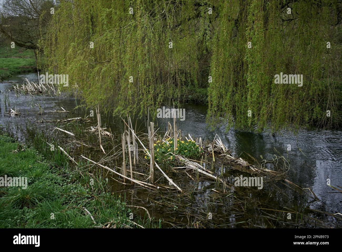 River Avon, Malmesbury, Wiltshire, UK Stock Photo