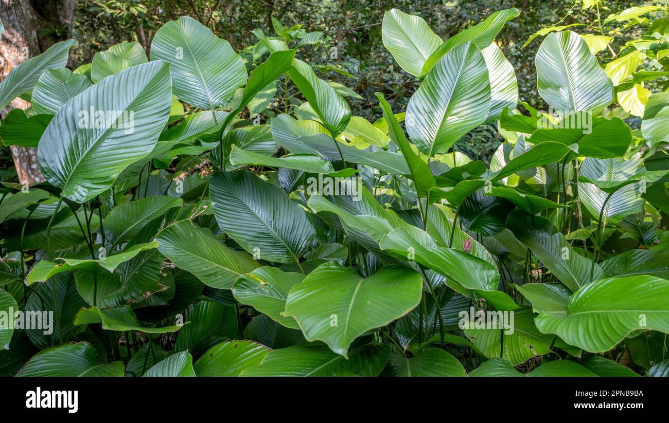 Lush tropical foliage at the Singapore Botanical Garden Stock Photo - Alamy