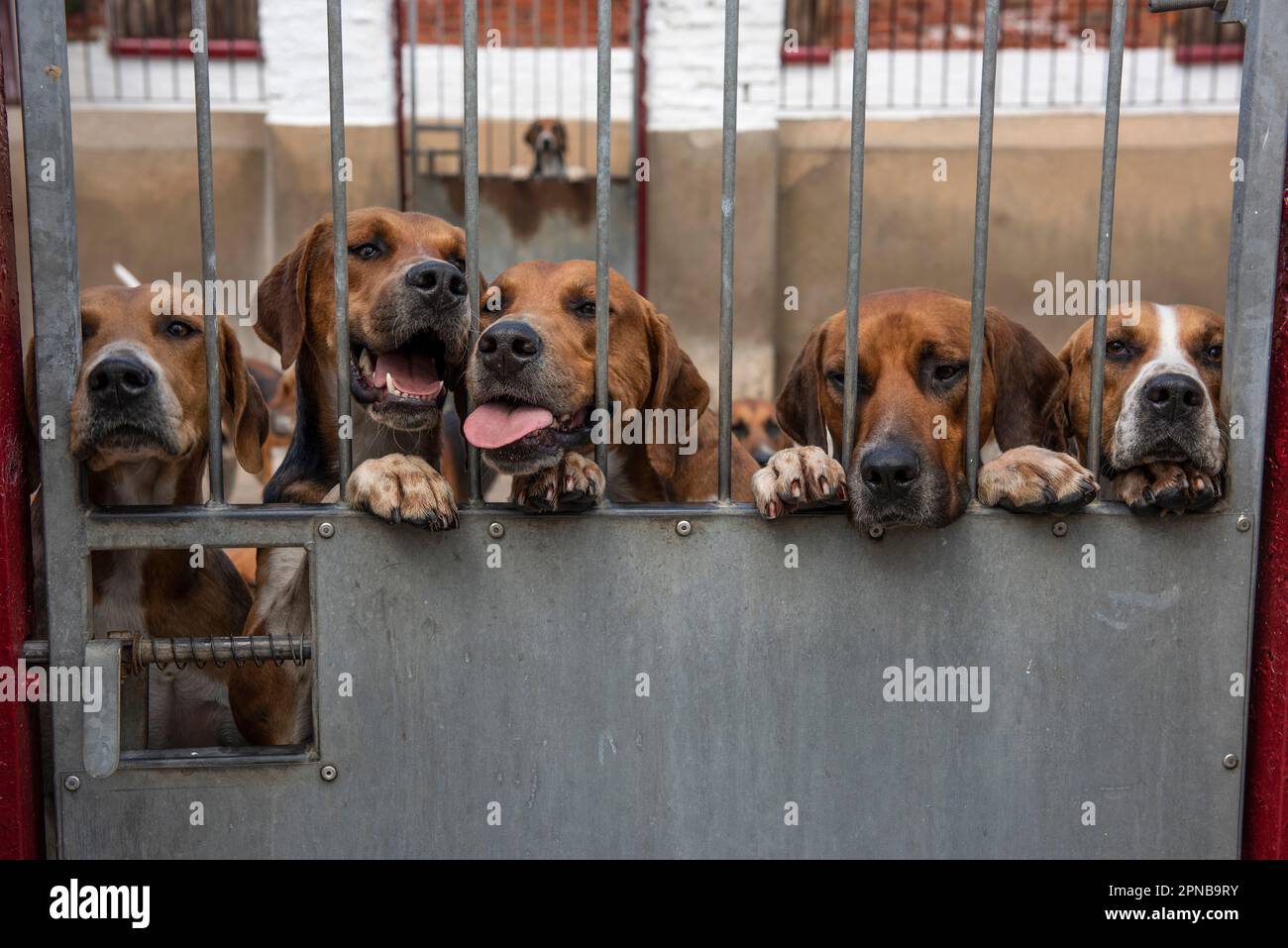 English Hunting hounds in their kennel Stock Photo