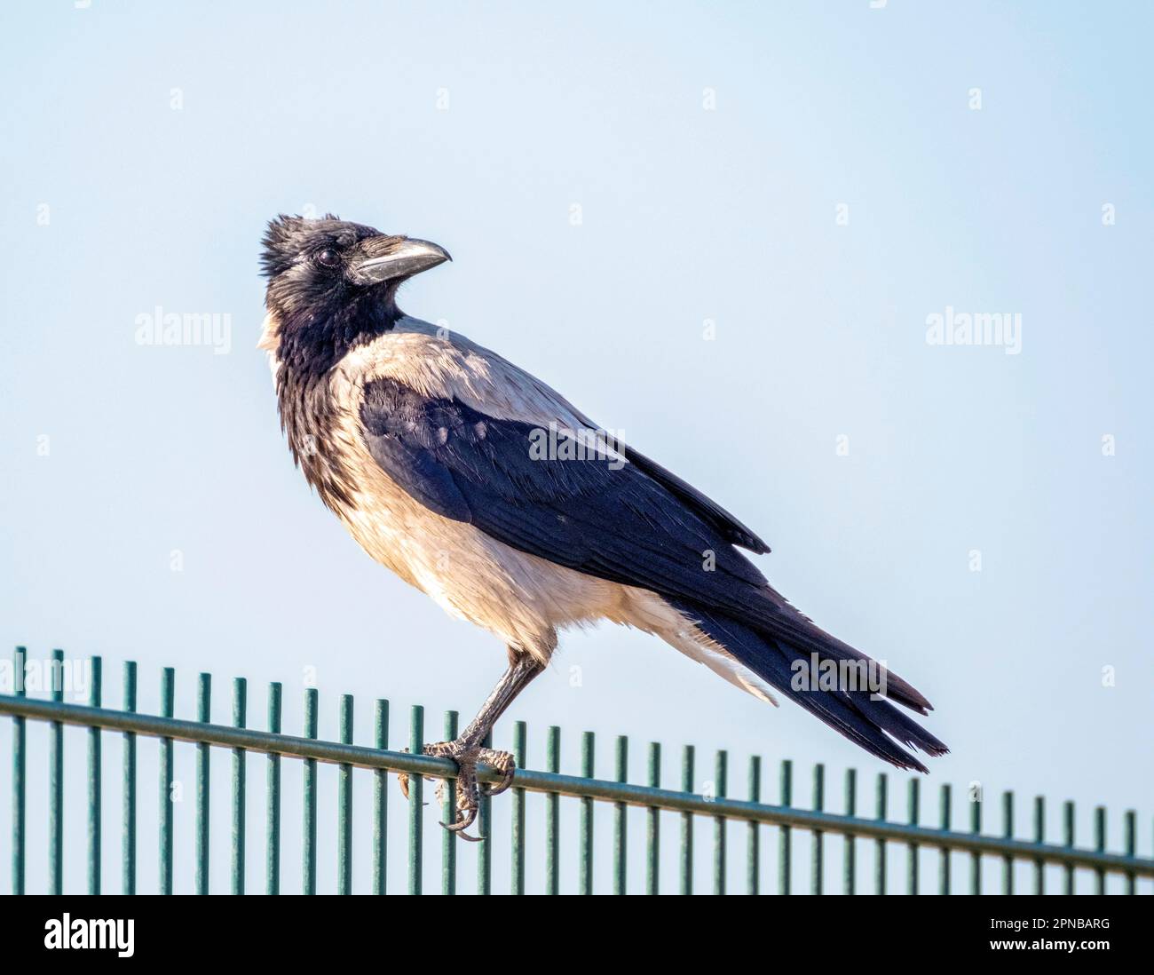 Hooded Crow, Corvus corone, Paphos, Cyprus Stock Photo