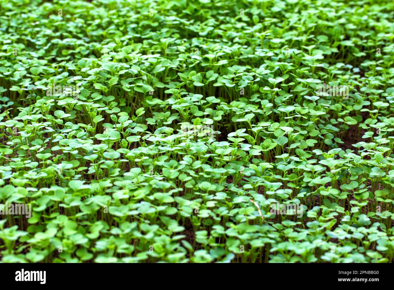 Green plant oil radish. A plant that sits in the soil in a greenhouse