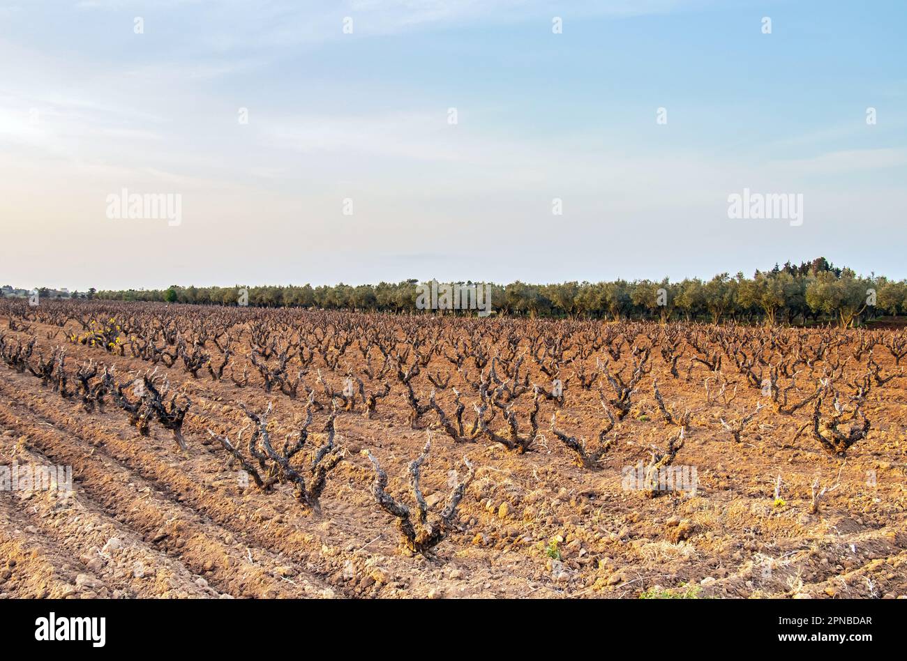 The Importance of Soil in Vineyards: Dirty Talk Stock Photo