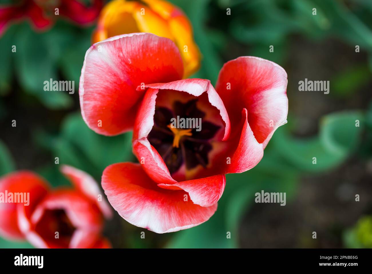 Multicolored fragrant tulips of red yellow pink flowers grow in a ...