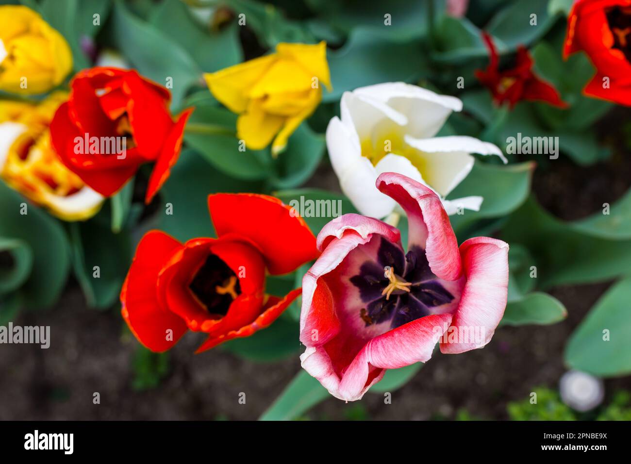 Multicolored fragrant tulips of red yellow pink flowers grow in a ...