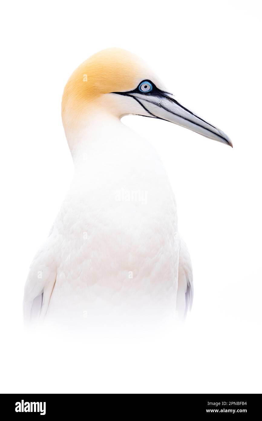 Side view of white and yellow Northern gannet bird with blue eyes and long beak looking away on blurred background in Ireland Stock Photo