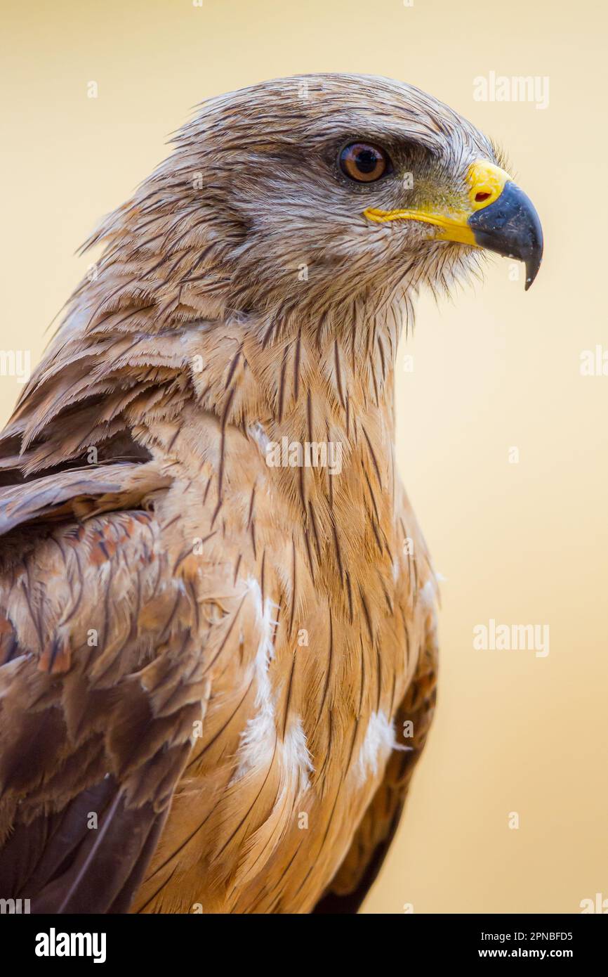 Side view of black kite bird with blue beak in blurred background Stock Photo