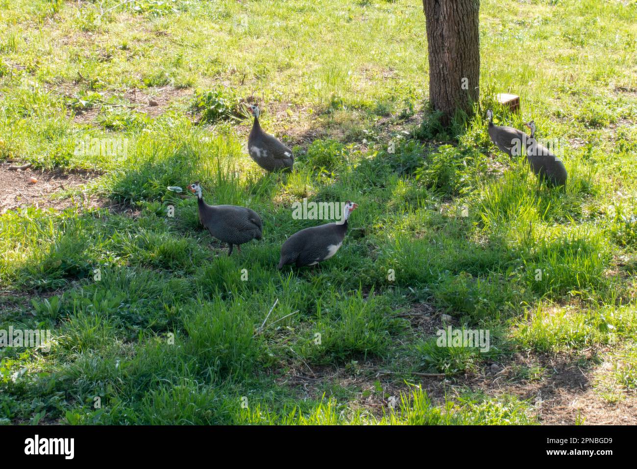 Helmeted guinea fowls  in yard . Numida meleagris Stock Photo