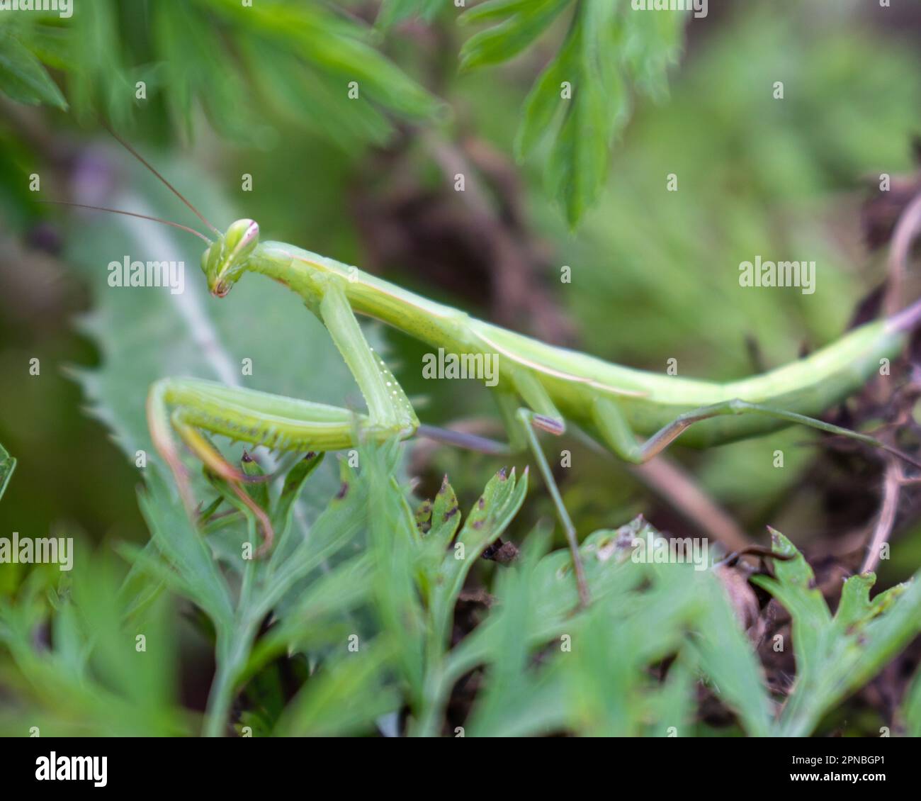 European preying  mantis in garden, close up. Mantis religiosa Stock Photo