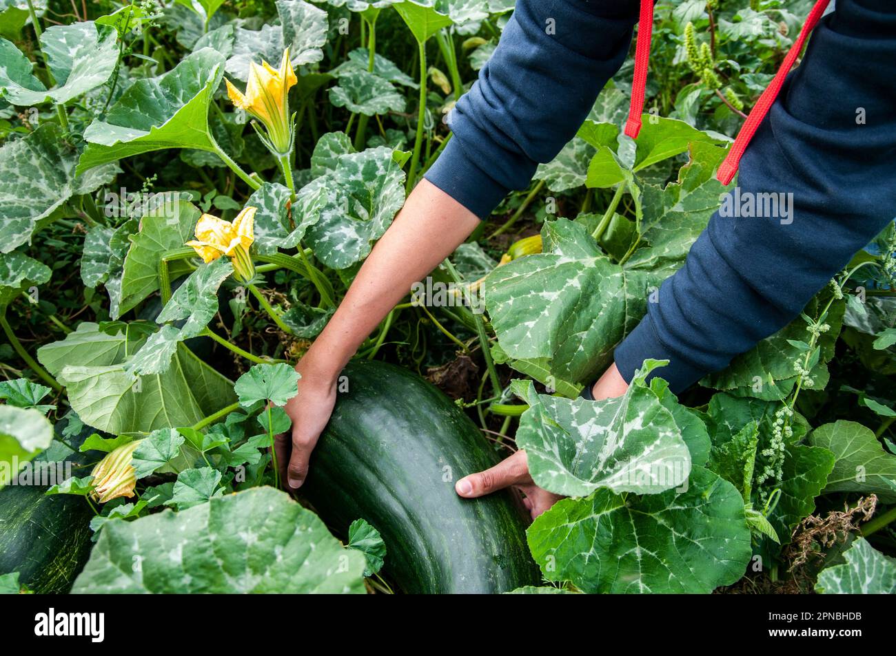 Top view of unrecognizable farmer in full sleeves collecting ripe ...