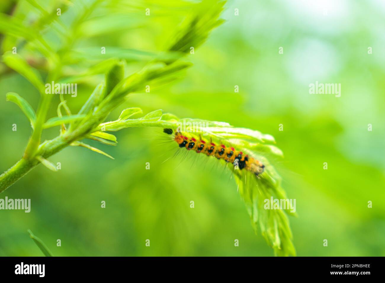 green leaf and catapiler Stock Photo