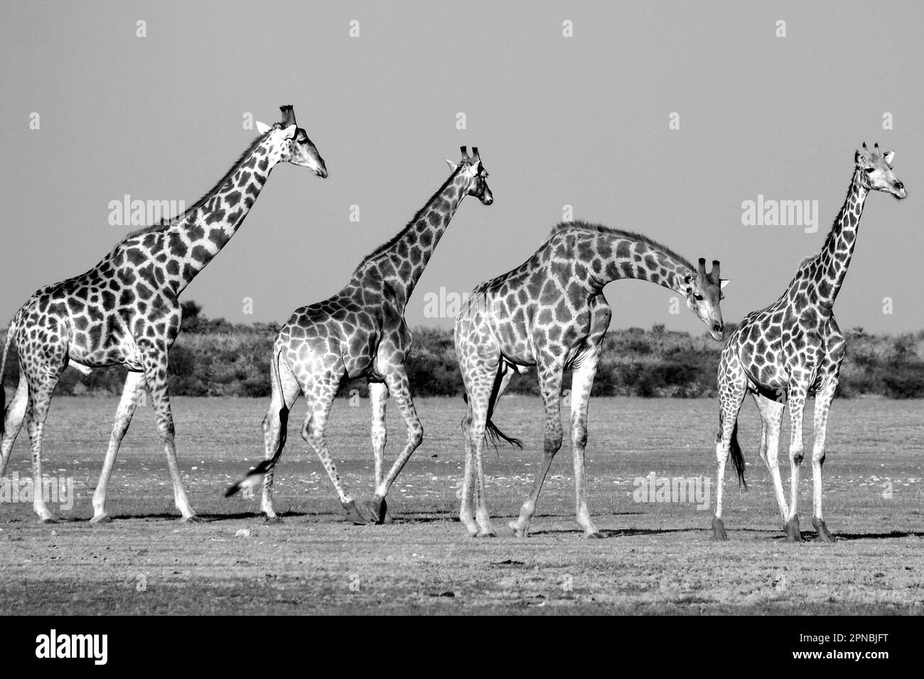 Giraffes in Central Kalahari, Botswana Stock Photo