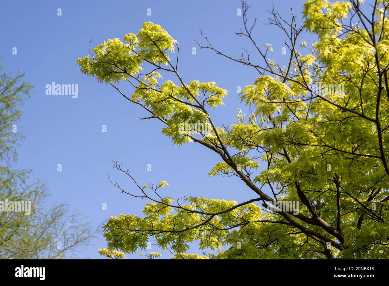 Spring Re Growth Day of fine spring weather hi-res stock photography and images - Alamy