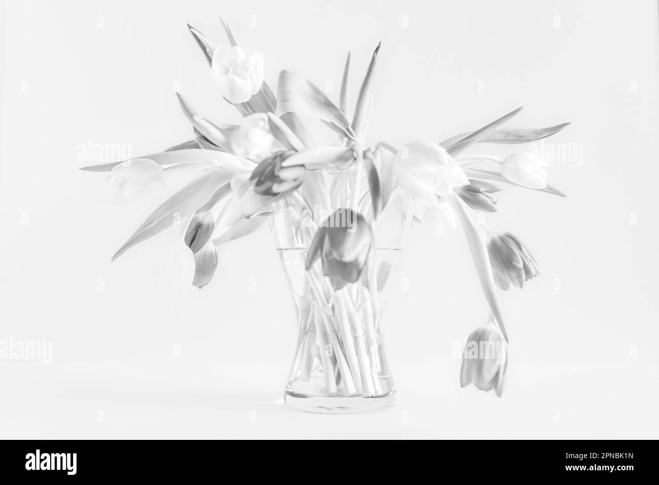 Tulips Black and White Stock Photos & Images Alamy