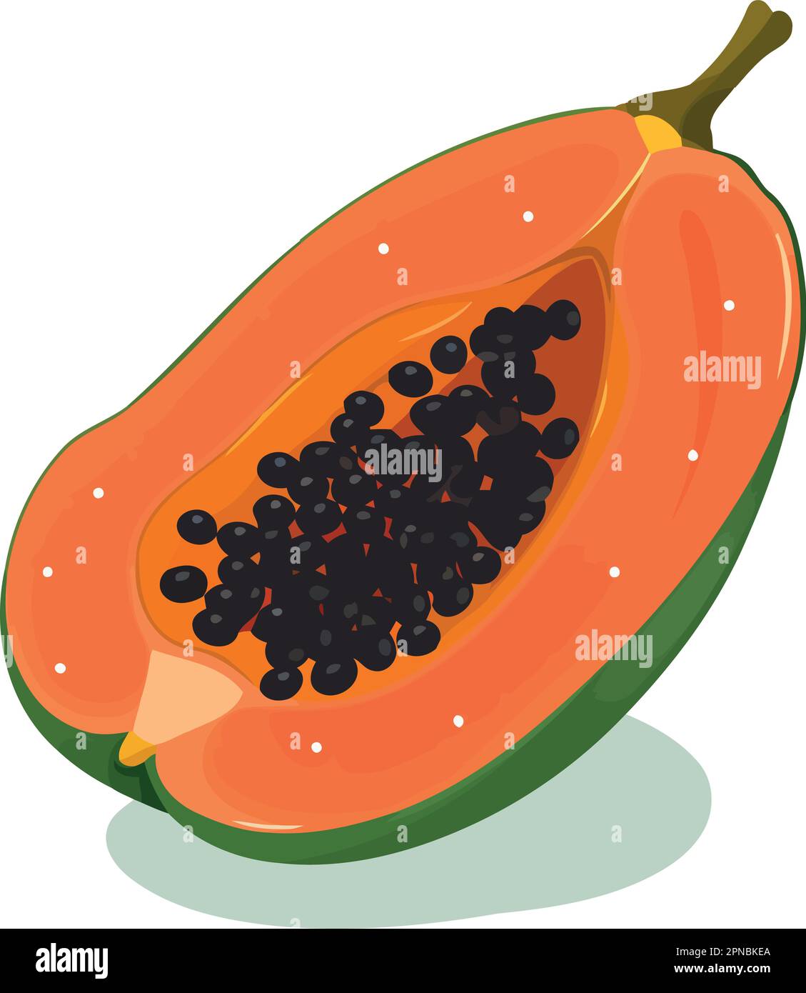 papaya fruit cut in half minimalist vector illustration Stock Vector