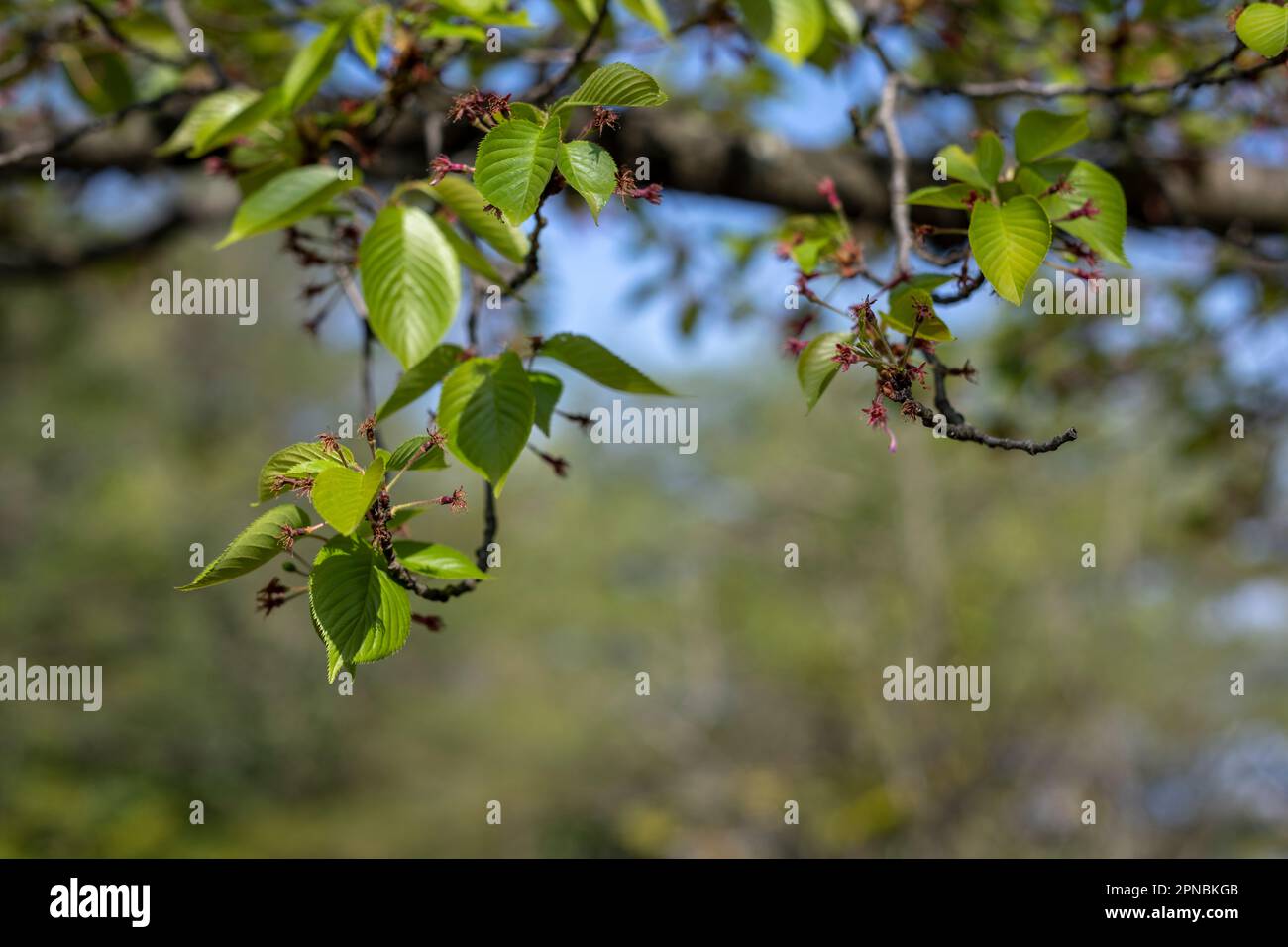 Spring Re Growth Spring regrowth in a Japanese Park Stock Photo - Alamy