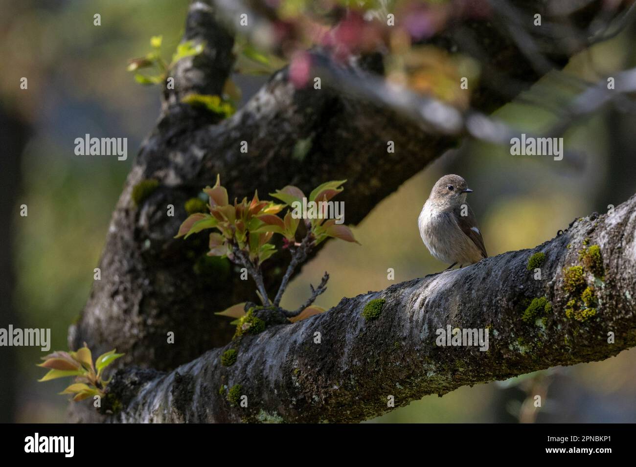 A female Daurian Redstart seen in the Japanese Cherry Blossom gardens ...